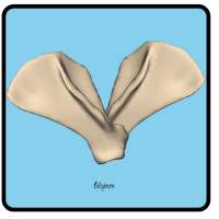 Veterinary Anatomy on 9Apps