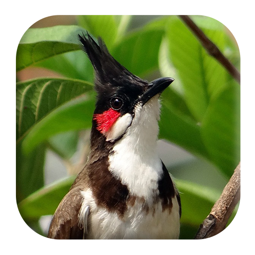 Red-whiskered Bulbul Sounds icon