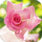 Live Red Rose Wallpaper icon