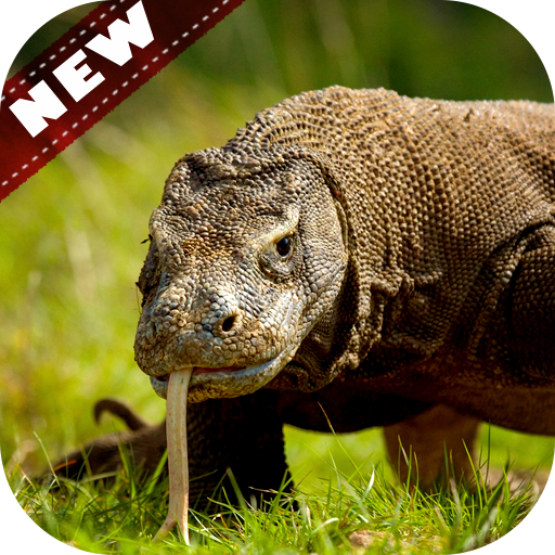 Komodo Dragon Wallpaper - Lizard Wallpaper icon