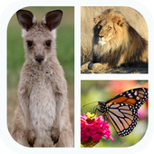 Animal Quiz icon