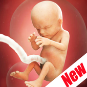 Weeks Pregnant Guide أيقونة