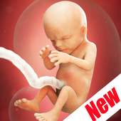 Weeks Pregnant Guide on 9Apps