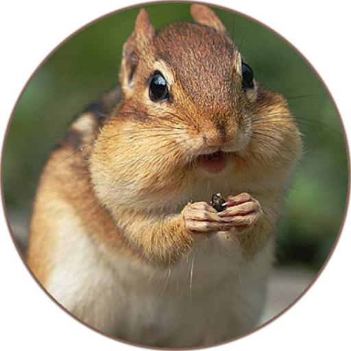 Chipmunk (Animal) Sounds icon