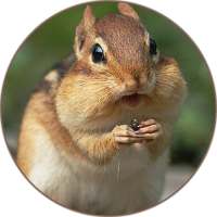 Chipmunk (Animal) Sounds on 9Apps