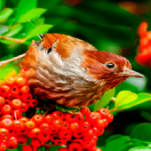Red Fruit Bird LWP icon