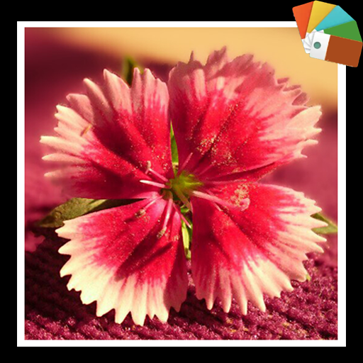 Flower Xperia Theme icon