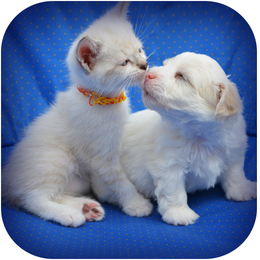 Very funny animals and comedy videos in tamil icon