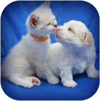 Very funny animals and comedy videos in tamil