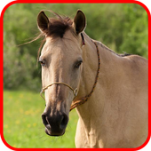 Horse Sounds icon