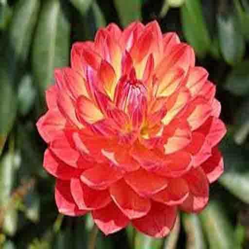 TubeMate screenshot 1