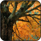Maple wallpapers icon
