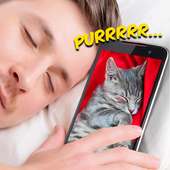 Cat Kitty Meow sounds