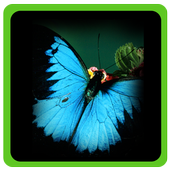 Animal Sounds made by Kids icon