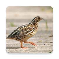 Quail vogelgeluiden ~ Sclip.app on 9Apps