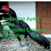 chicken fighter icon