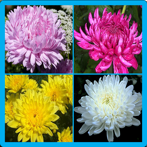 Chrysanthemum Memory Game icon