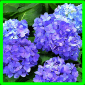 Hydrangea Memory Game icon