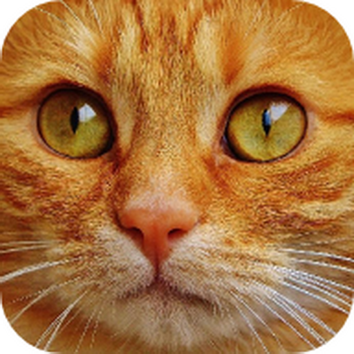 Kitty Pad - Cat Themed Key Board icon