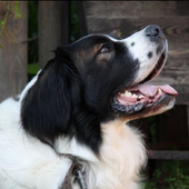 Moscow Watchdog Theme Jigsaw icon