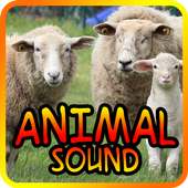 Animal Sound