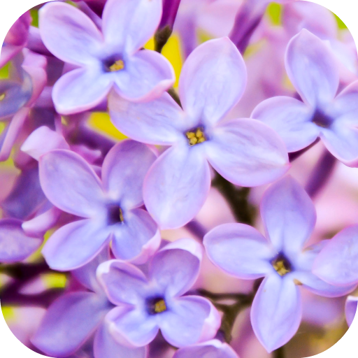 Lilac Wallpapers icon