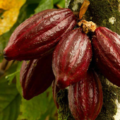 Cocoa Cultivation and Farm icon