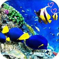 Рыбы Океана Живые Обои 3d : темы и обои на андроид on 9Apps