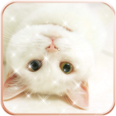 Cat Wallpaper HD Kitten icon