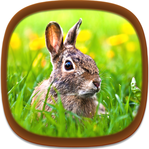 Animal Wallpapers icon