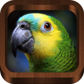 Bird Sounds, Calls, Songs &amp; Ringtones icon
