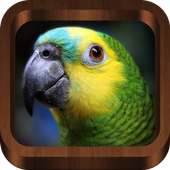 Bird Sounds, Calls, Songs & Ringtones on 9Apps