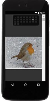 Birds Sounds screenshot 4