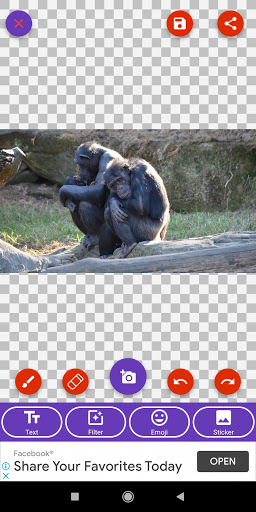 Bonobo, Chimpanzee, Gorilla, Monkey Wallpapers screenshot 6
