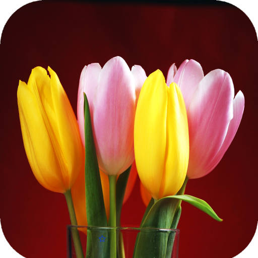 Tulip Wallpaper HD icon
