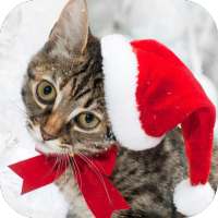 Christmas Cat Live Wallpaper