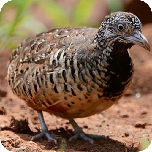 เสียงนกคุ้มอืด иконка