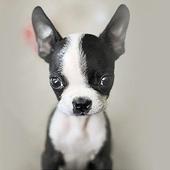 How to Train Your Dog icon