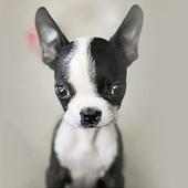 How to Train Your Dog