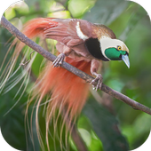 ikon Suara Burung Cendrawasih