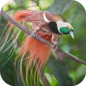 Suara Burung Cendrawasih