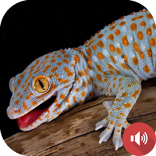 Gecko Sounds icon