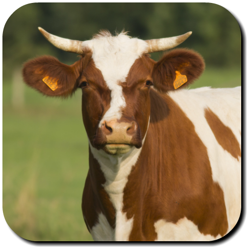 Cow Wallpapers icon