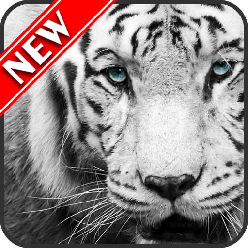 White Tiger Wallpapers icon