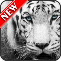 White Tiger Wallpapers on 9Apps