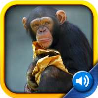 Toddler Tapping Zoo on 9Apps