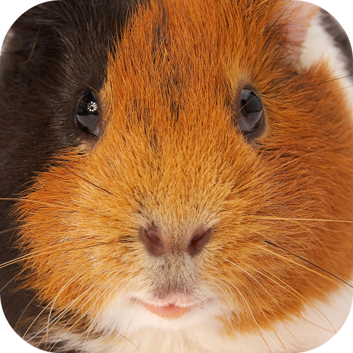 Guinea Pig Sounds icon