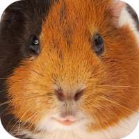 Guinea Pig Sounds on 9Apps