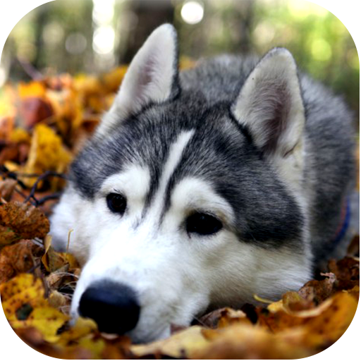 Husky Dog Rescue أيقونة