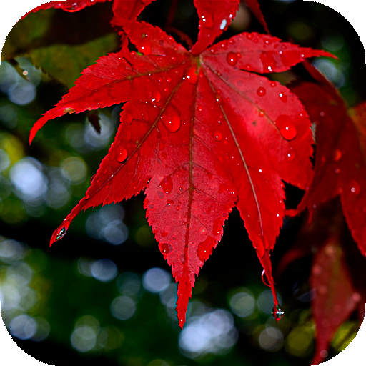 Autumn leaves Wallpapers (backgrounds &amp; themes) icon